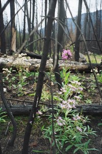 Wildflowers after forest fire - Kootenay Park