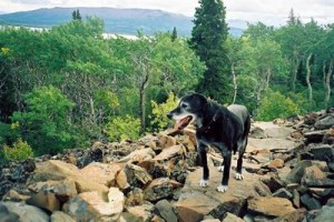 Buster at rock glacier T4